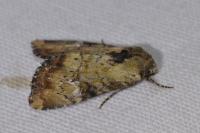 Apamea scolopacina