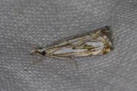 Catoptria falsella