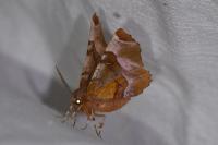 Selenia tetralunaria