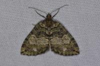 Hydriomena furcata