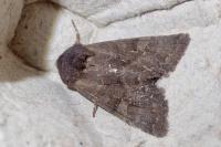 Aporophyla lueneburgensis