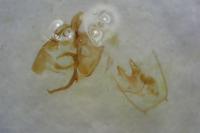 Cilix glaucata