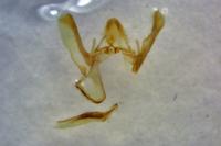 Homoeosoma inustellum