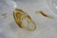 Homoeosoma inustellum