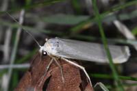 Indalia pygmaeola pallifrons