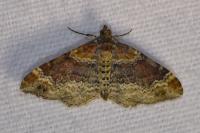Xanthorhoe spadicearia/ferrugata
