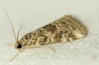 Hellula undalis