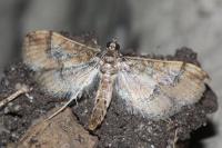 Hydriris ornatalis