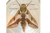 Hyles euphorbiae