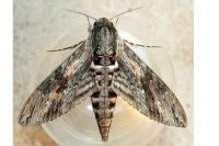 Agrius convolvuli