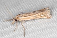 Ancylolomia tentaculella