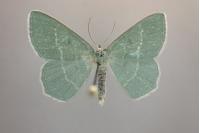 Chlorissa cloraria