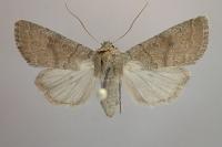 Hoplodrina alsinides