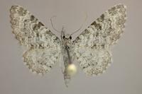Eupithecia semigraphata