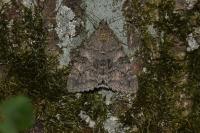 Catocala nupta
