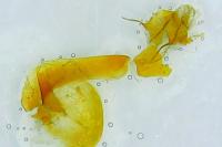 Cryphia algae