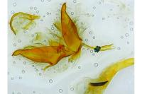 Cryphia algae