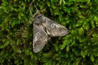 Diloba caeruleocephala