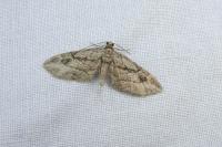 Eupithecia ericeata