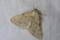 Isturgia miniosaria