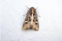 Trigonophora flammea