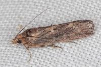 Isauria dilucidella