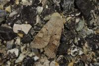 Ammoconia caecimacula