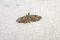 Eupithecia ericeata