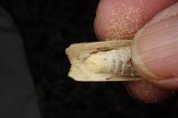 Noctua tirrenica