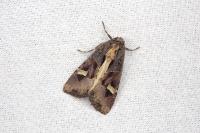 Trigonophora flammea
