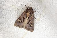 Trigonophora jodea