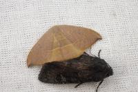 Watsonalla uncinula