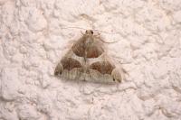 Dysgonia algira