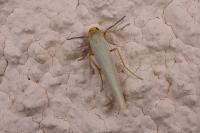 Eilema caniola