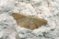 Idaea eugeniata