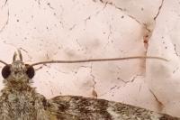 Thera britannica/variata