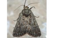 Thalpophila matura