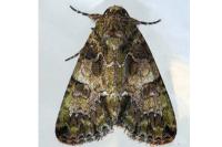 Polyphaenis sericata