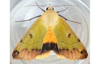 Ophiusa tirhaca