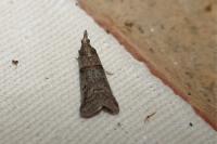 Acrobasis obliqua