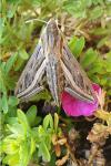 Hippotion celerio