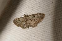 Eupithecia dodoneata