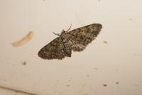 Eupithecia abbreviata