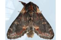 Notodonta dromedarius