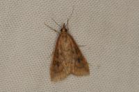Udea ferrugalis