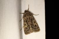 Tholera decimalis