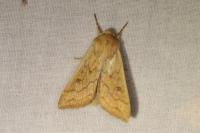Mythimna vitellina