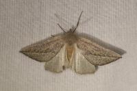 Compsoptera opacaria