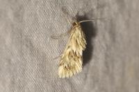 Cynaeda dentalis