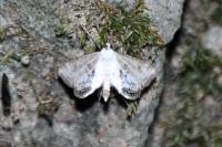 Cataclysta lemnata